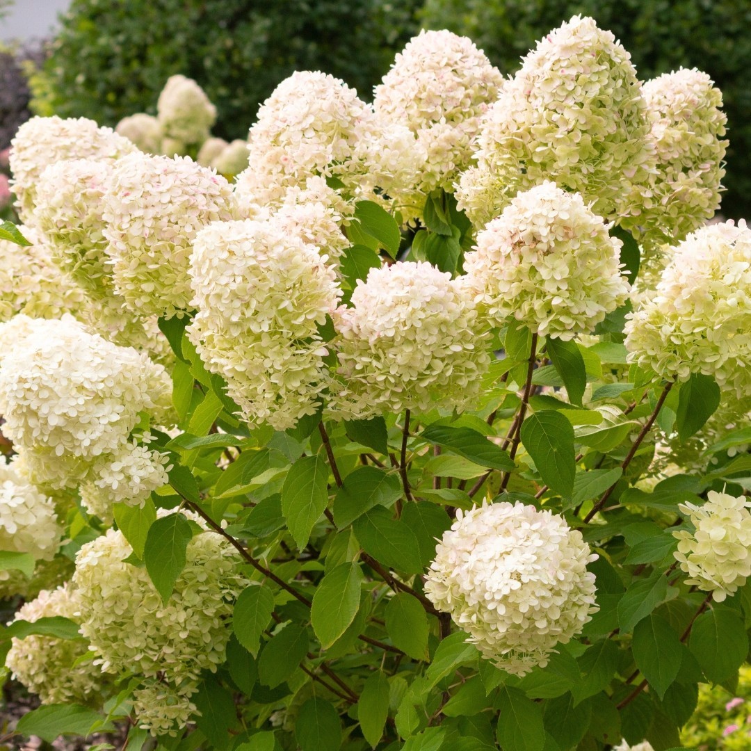 3 Limelight Hydrangea Starter Plug Hydrangea paniculata ‘Limelight’