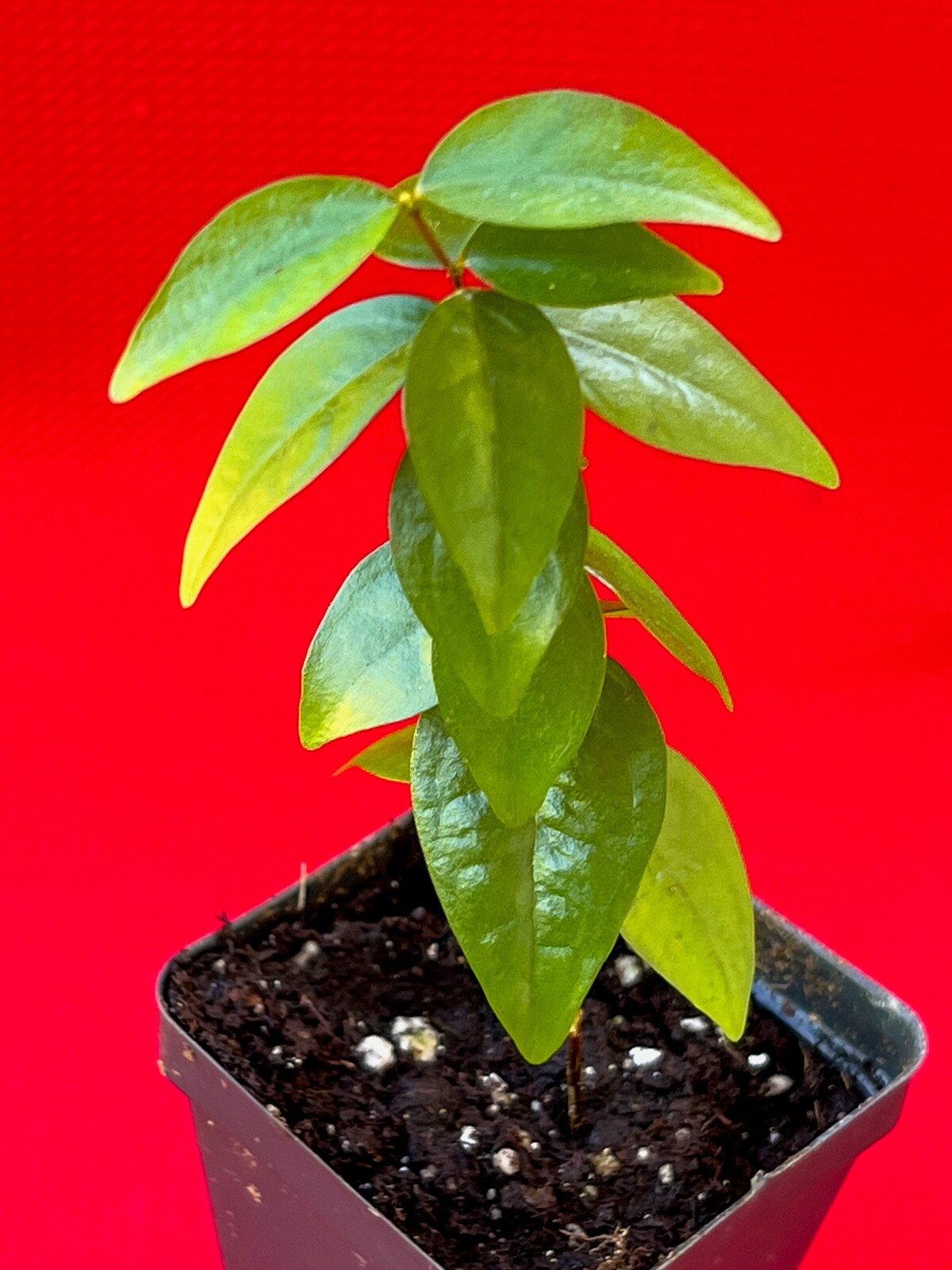 SPICY Pitanga Eugenia Uniflora Surinam Cherry Plant Dark Red Fruit Tree Potted