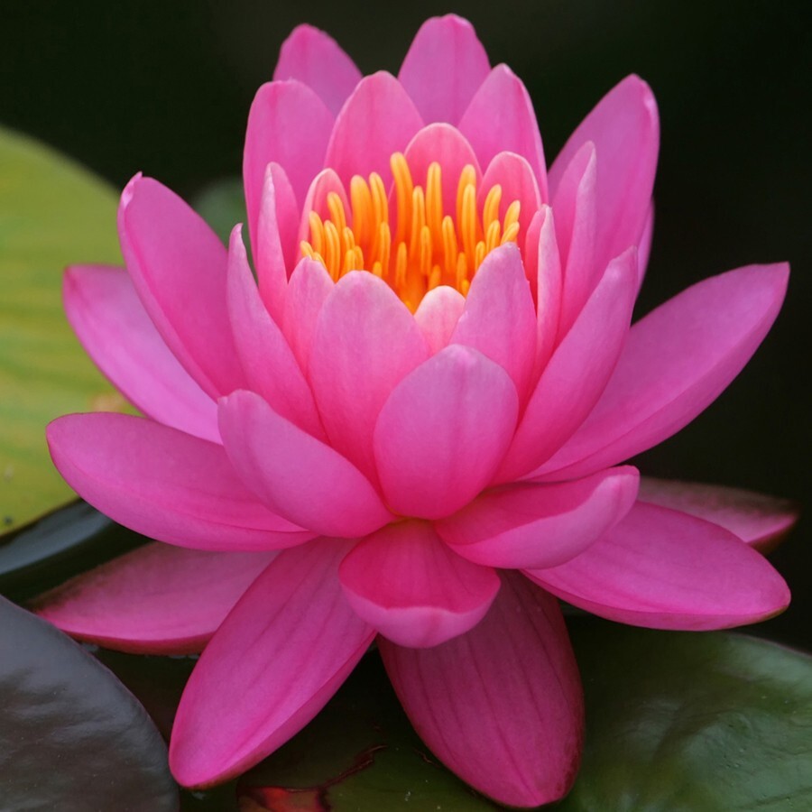 Asst Color Live Hardy Water Lily Tubers Aquatic Pond Plants Lilies