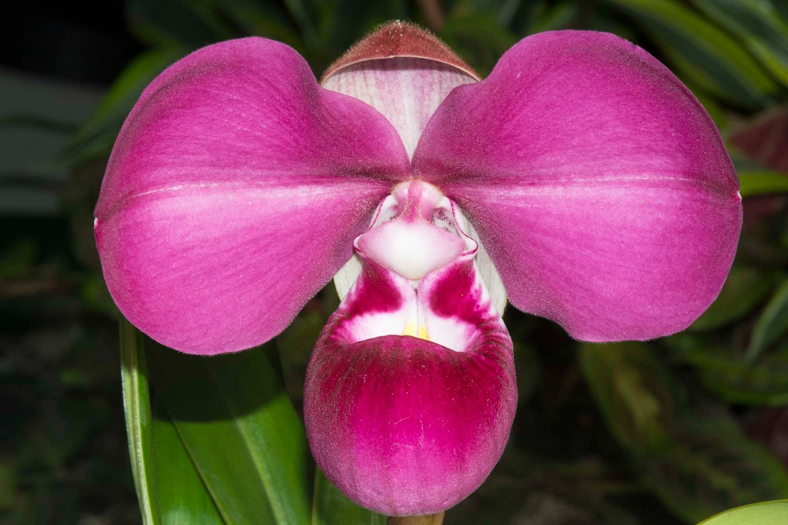 Phragmipedium Vingtaine des Mathias #4 (Sunset Glow x kovachii)