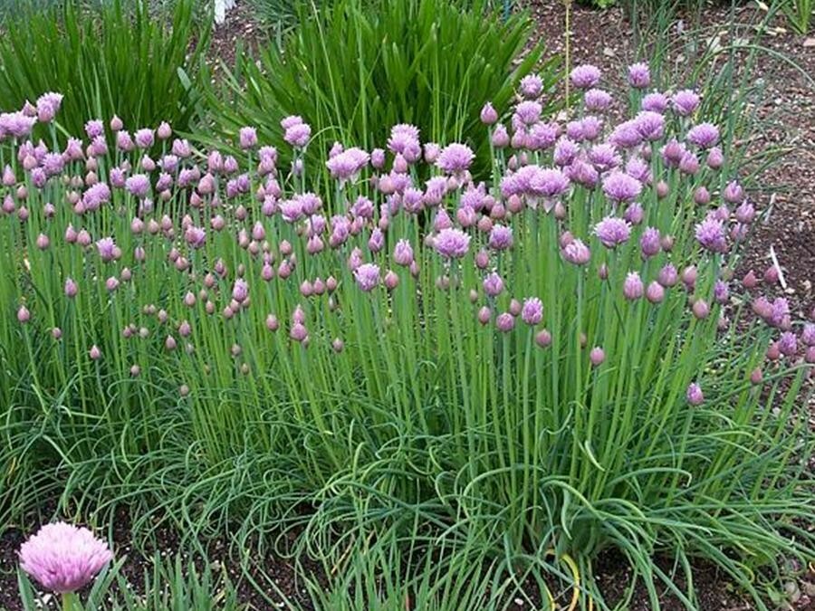 200+ Chives Seeds, Heirloom NON-GMO, Always Fresh Seeds, DELICATE ONION FLAVOR