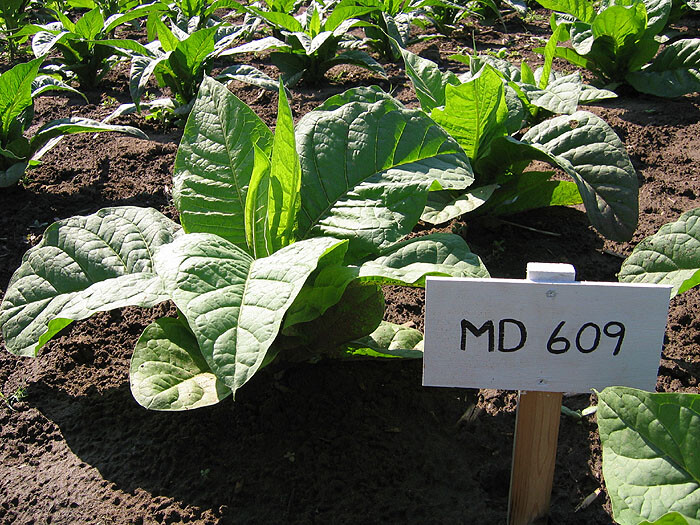 1000 MD 609 Tobacco Seeds ~ Nicotiana Tabacum ~ HUGE Leaves!