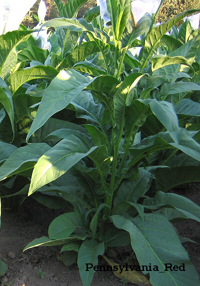 1000 Pennsylvania Red Tobacco Seeds ~ Heirloom ~ Full Flavored Tobacco ~ Non-GMO