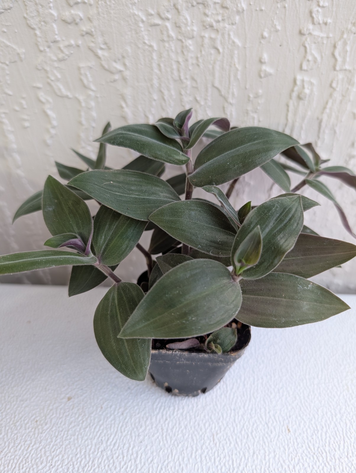 Baby Bunny Bellies Fuzzy Wandering Jew Plant 3″ Pot
