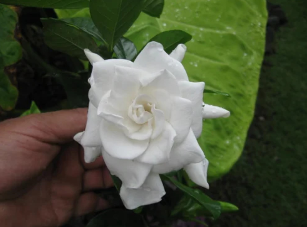Live Gardenia Jasmine Plant – 8″ Tall – 4″ Pot – Fragrant White Flowering