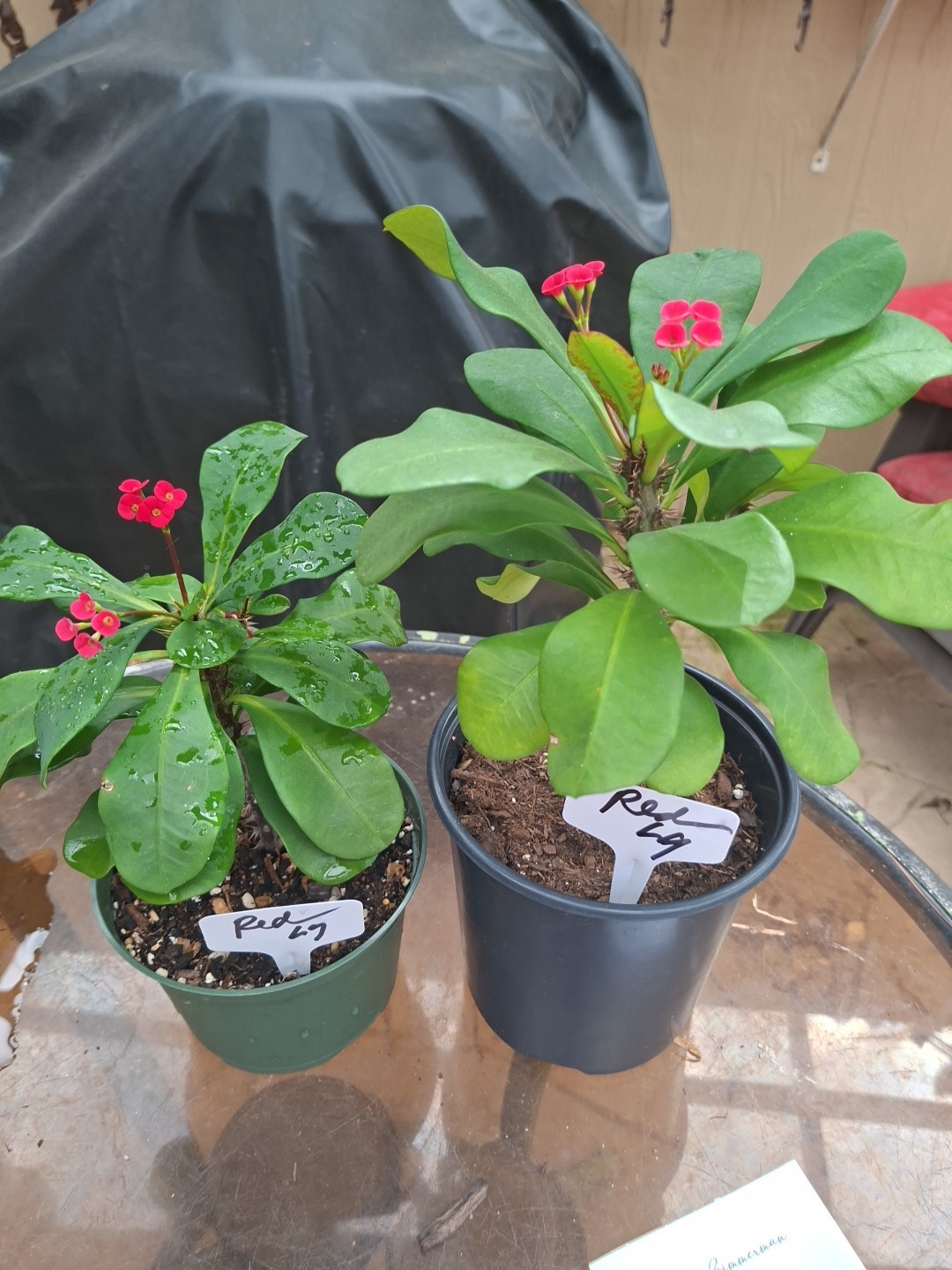 Euphorbia Milii RED Crown Of Thorns Starter CUTTING QTY 1