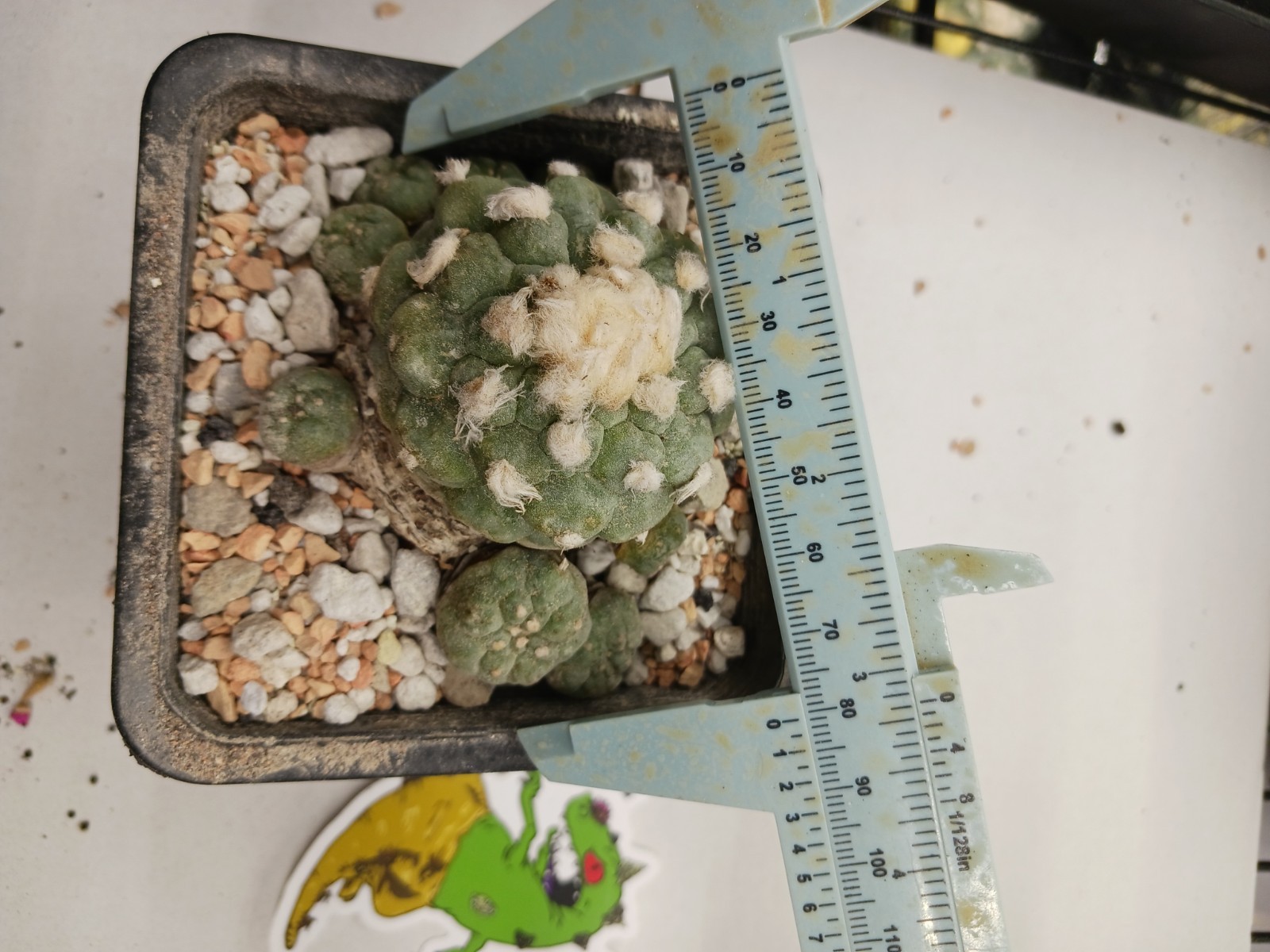Astrophytum Aztekium 13 yr old hard grown Fricii cv ibo