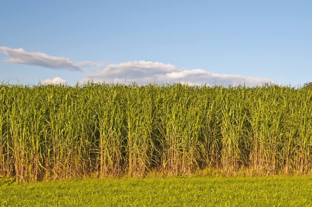 Switchgrass Seeds for Planting – Fast Growing and Hardy Prairie Grass, Bio Fuel
