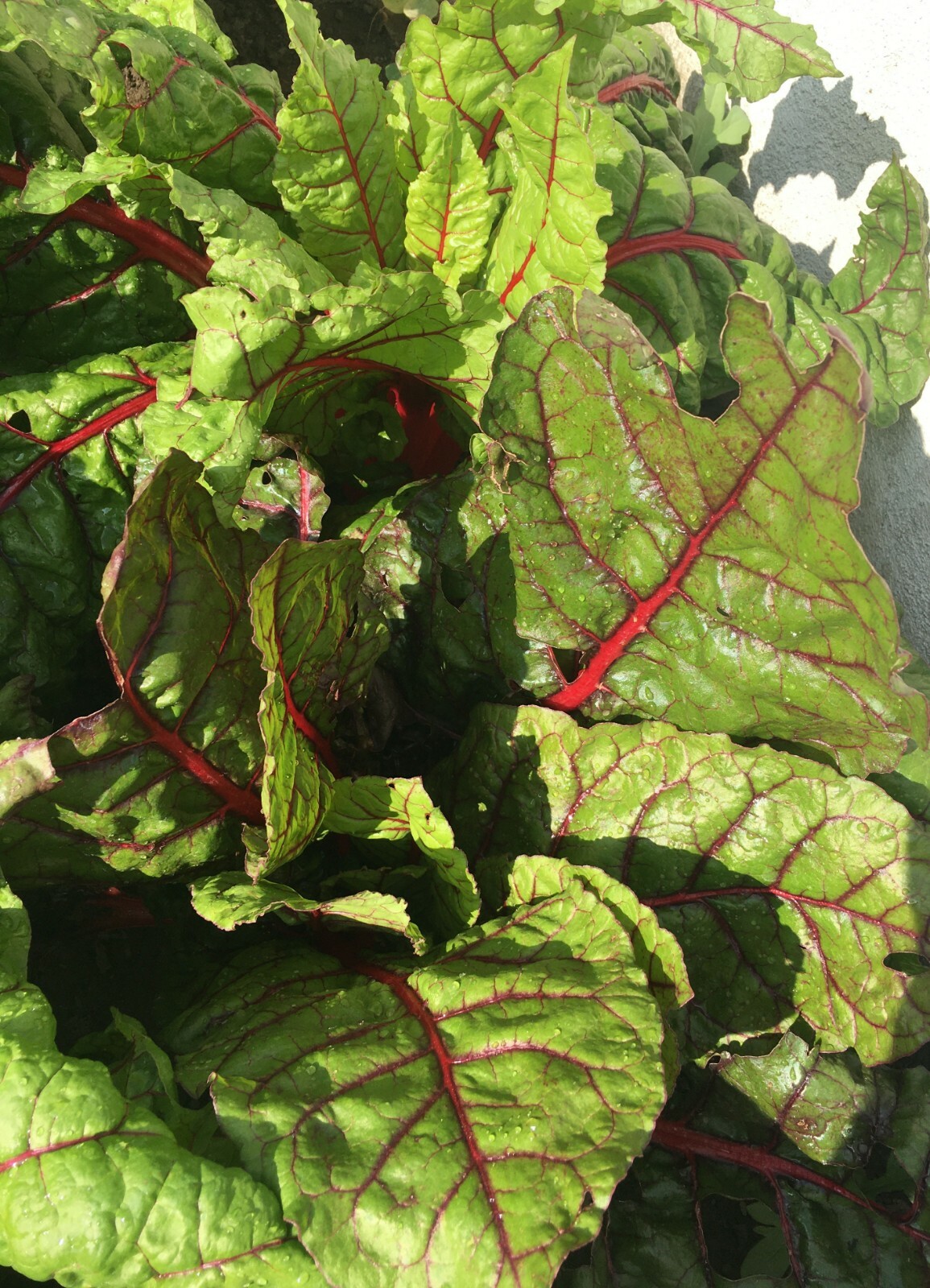 50+Organic Red Swiss Chard Seeds Rhubarb Perpetual Spinach Garden Fresh USA