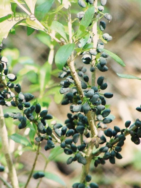 Forestiera segregata Florida privet swampprivet rare native berry seed 100 SEEDS