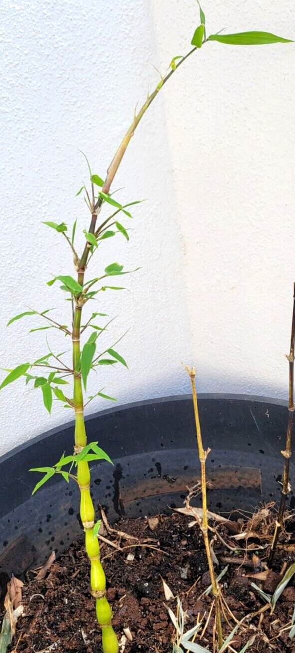 Buddha Belly Bamboo Plant (佛肚竹) Clumping BEST Landscape Edge. Rhizome 2@ 9″Stalk