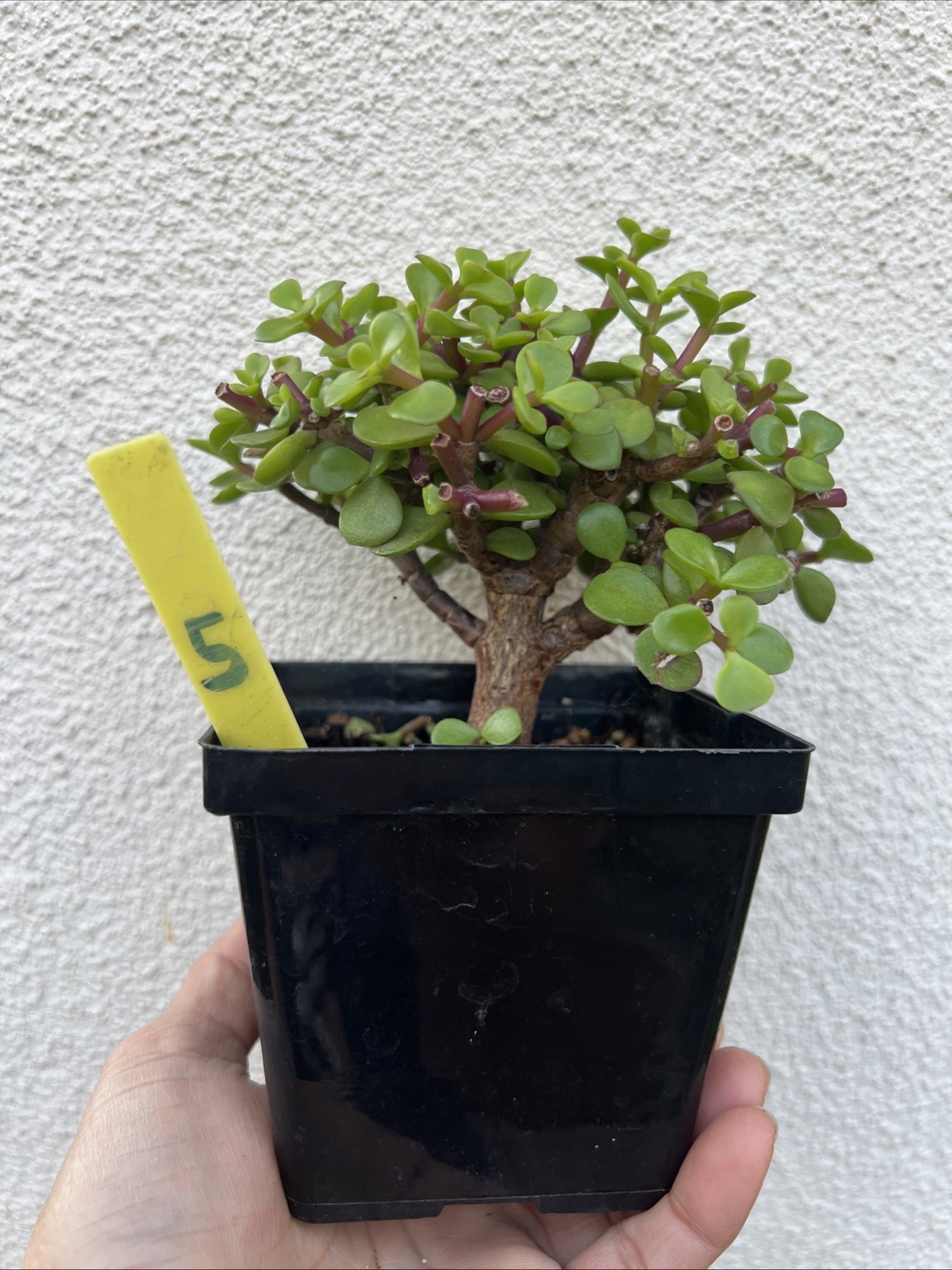 Portulacaria Afra “Rough Bark” Elephant Bush Pre Bonsai Plant