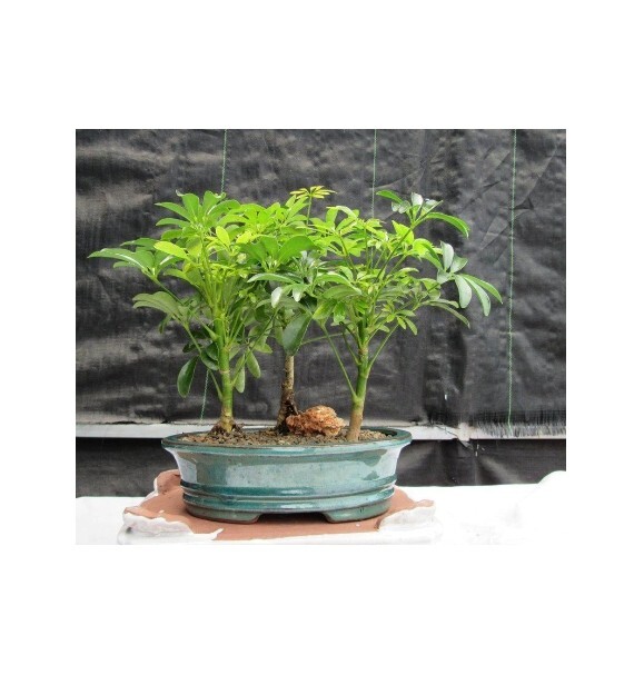 Hawaiian Umbrella Bonsai Tree 3 Forest Group Arboricola Schefflera 7″ H Indoor