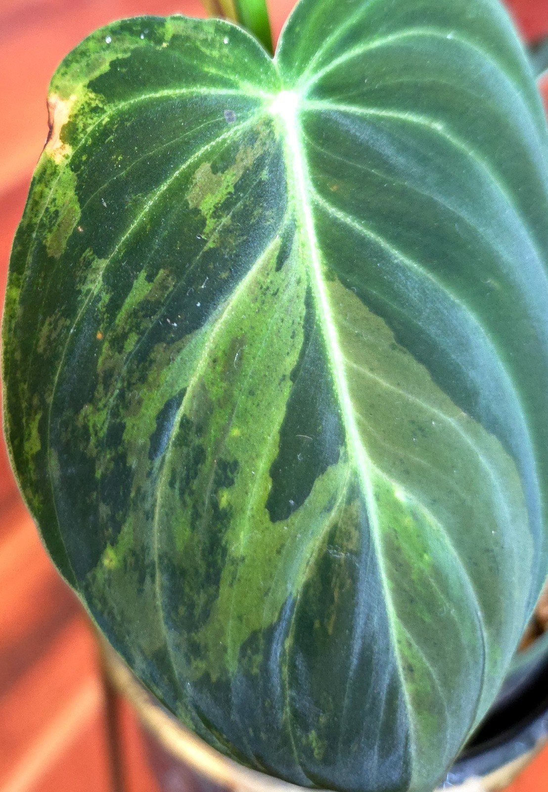 Rare Philodendron Variegated Melanochrysum 13″ Tall Not Anthurium Aroid Monstera