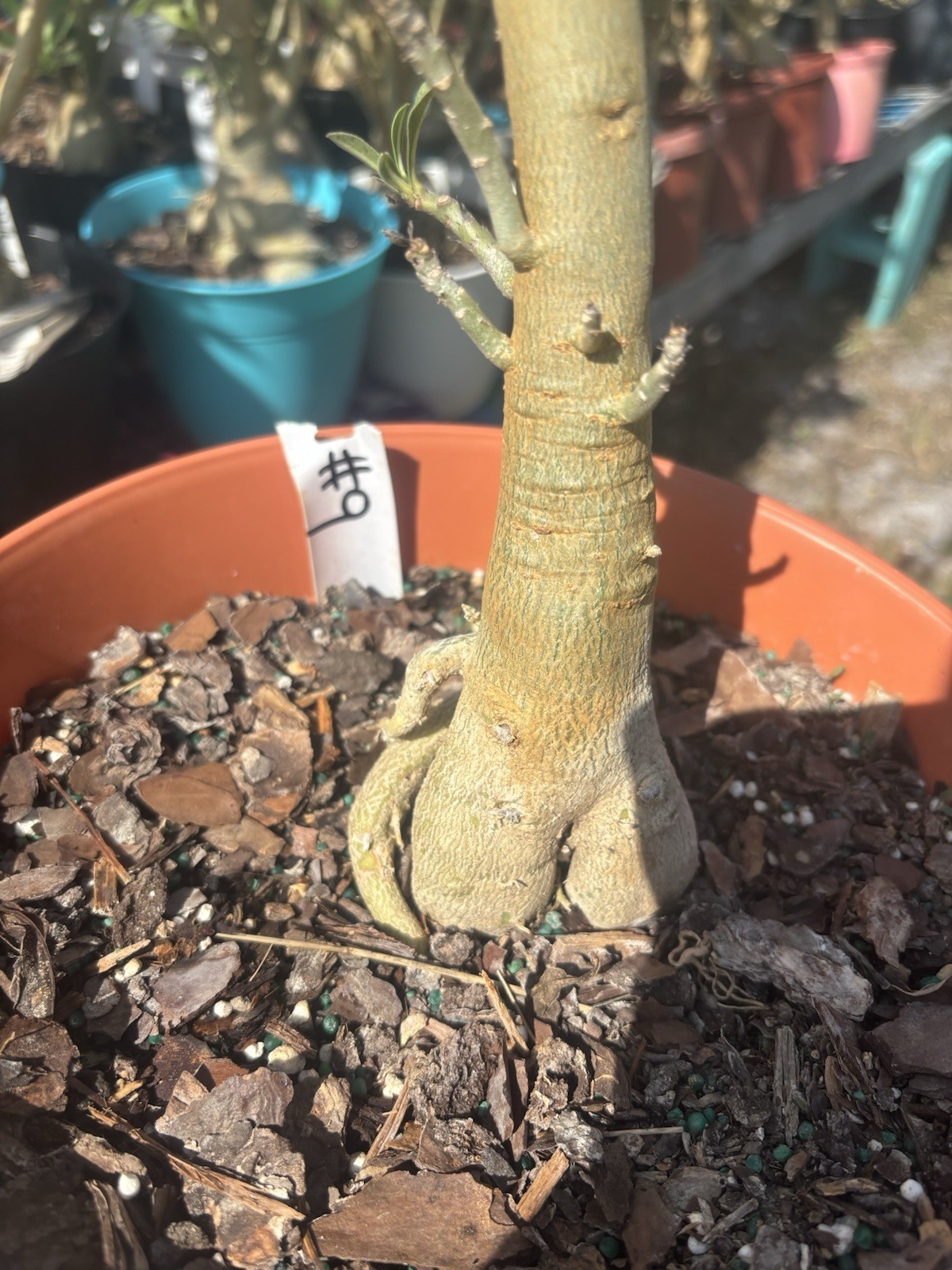 Adenium Obesum Desert Bareroot Pick A # From The Pictures