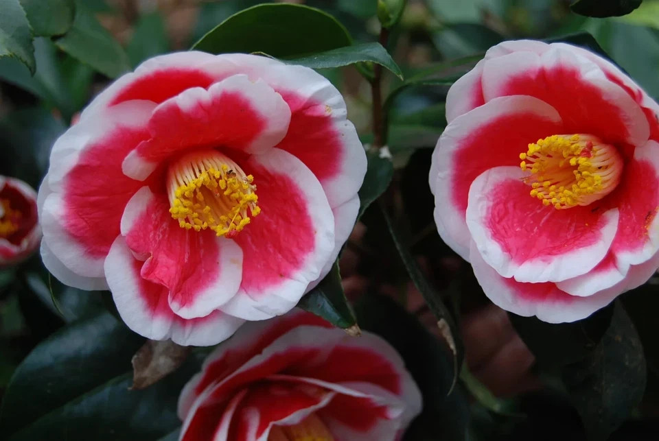 **TAMA ELECTRA**Unique Bloom**Camellia Japonica-Live Starter Plant -USA SELLER-