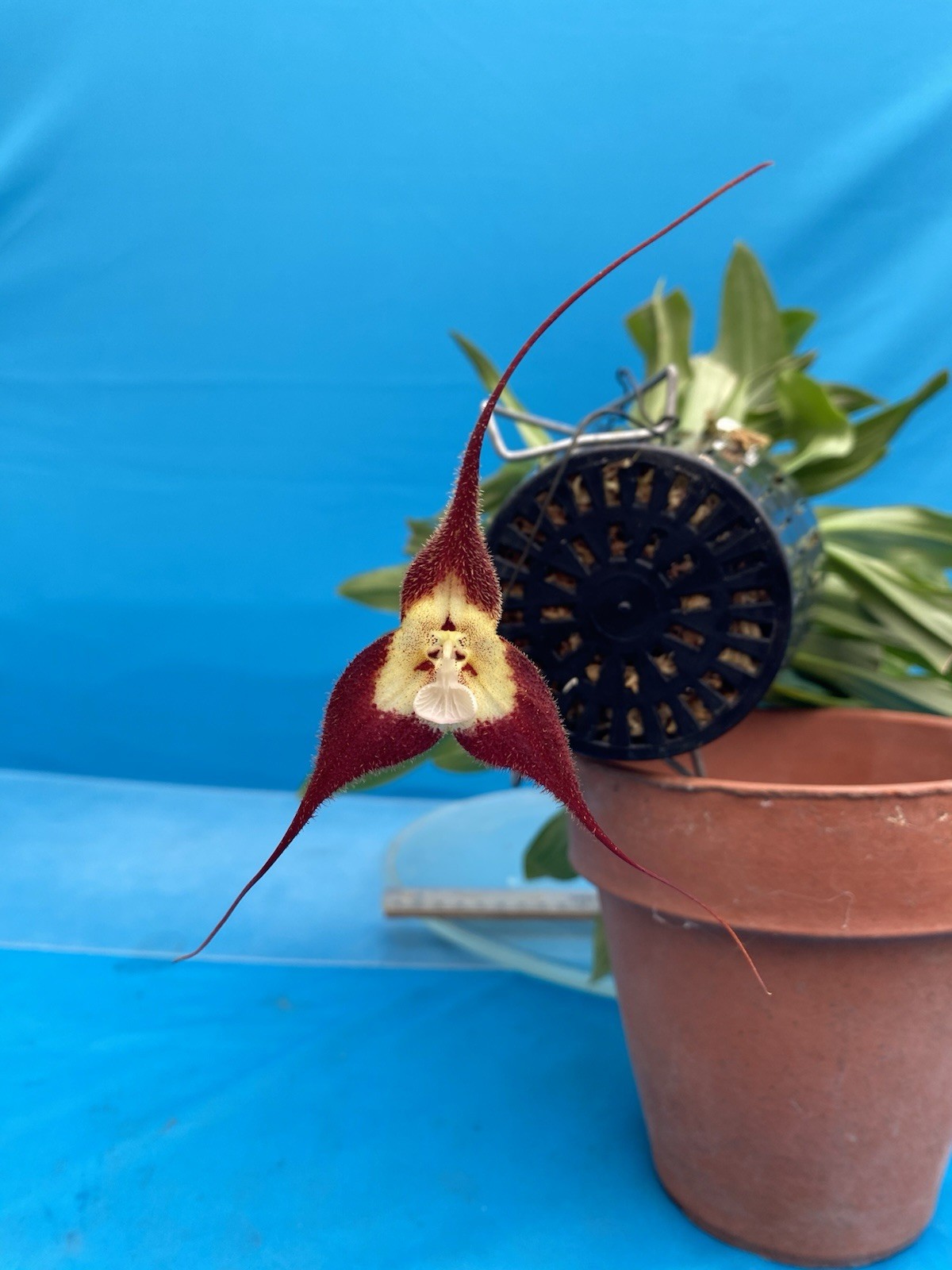Dracula tubeana ‘Mill Valley’ Red-Black Ivory Yellow Orchid Species BS 4” Pot