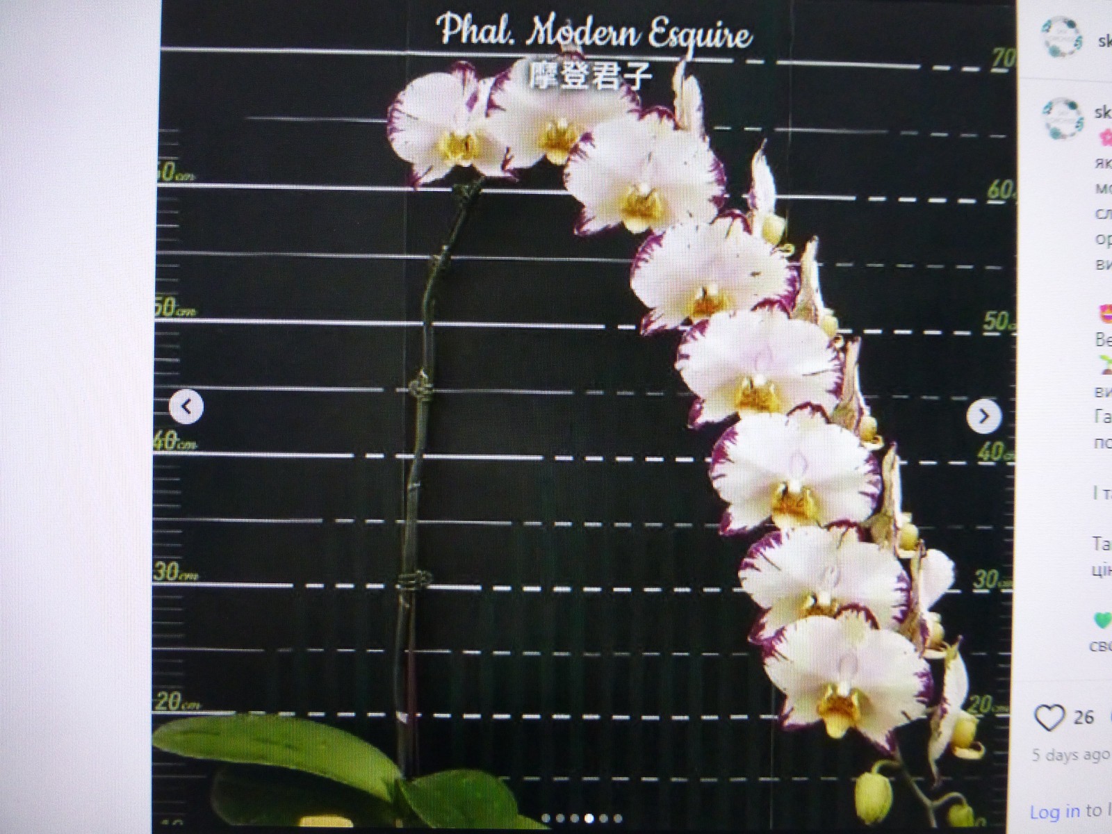 Phalaenopsis Orchid Phal. modern esquire In 2.5″ Pot