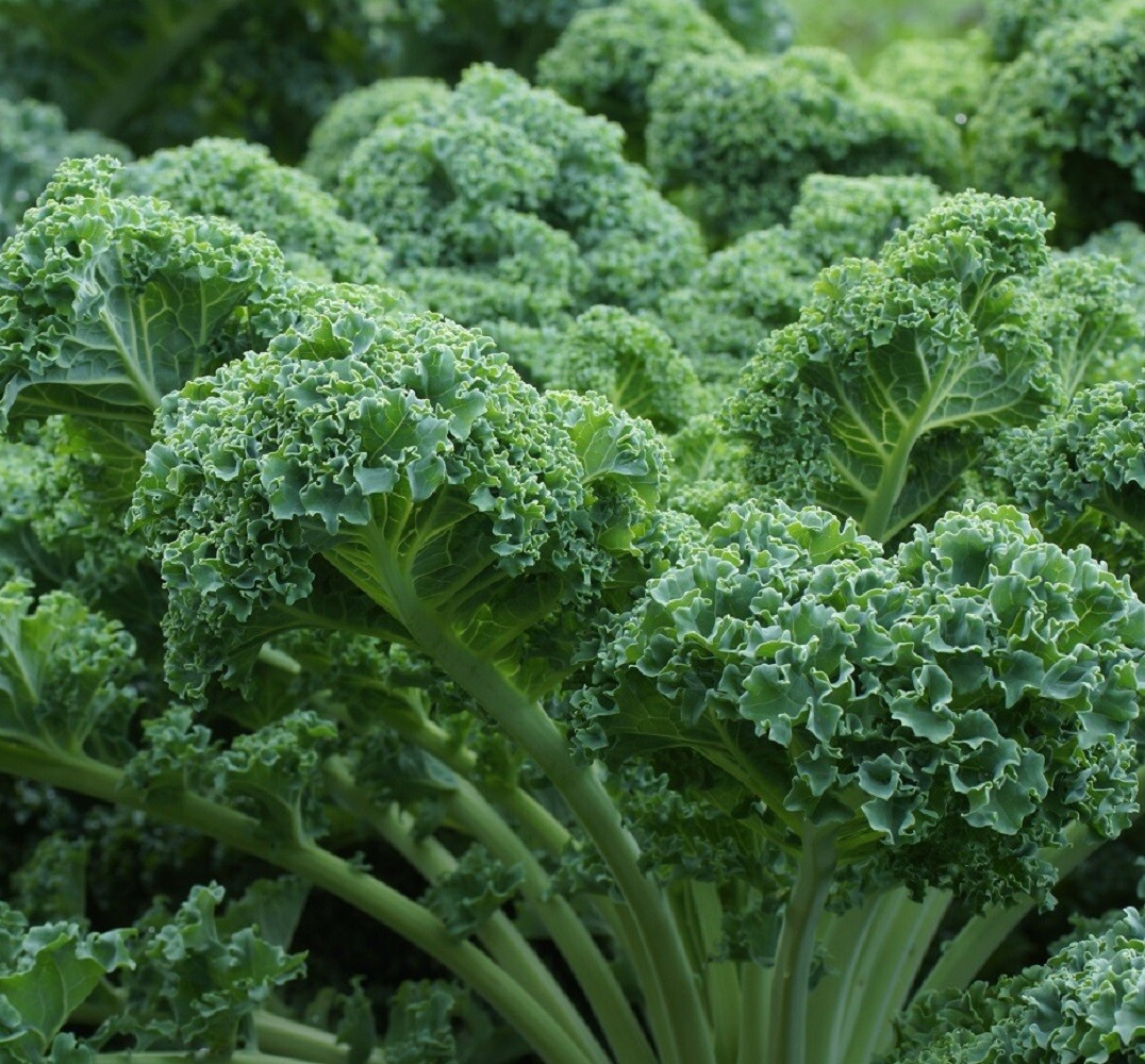 Dwarf Blue Curled Scotch Kale Seeds | Heirloom | Non-GMO | Fresh Garden Seeds