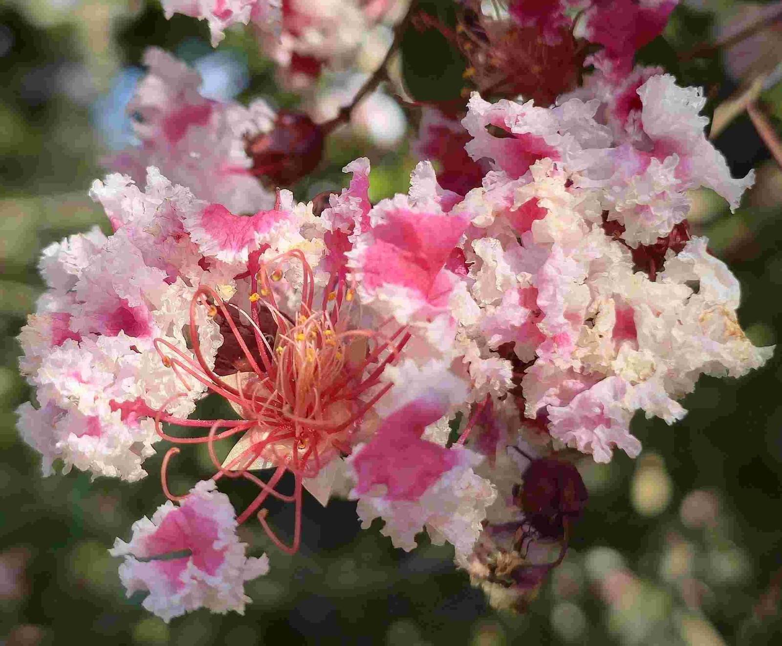 Peppermint Lace Crape Myrtle Pink White Flowering Tree Shrub Live Plant