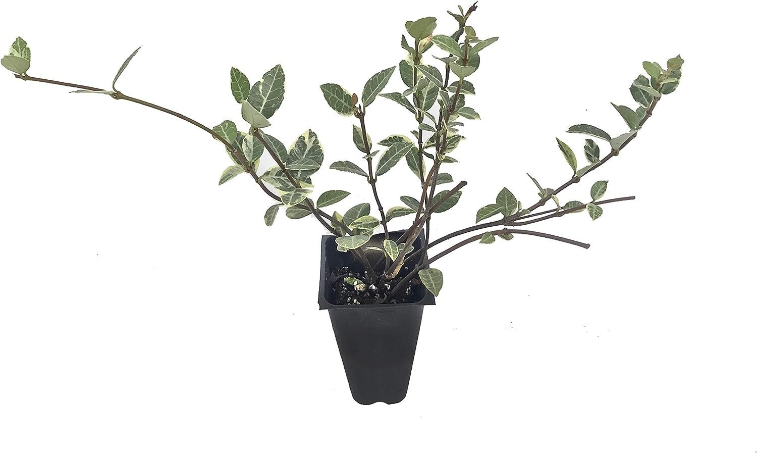 Variegated Asiatic Jasmine Minima – 10 Live Plants – Trachelospermum…