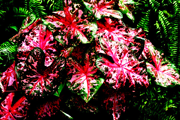 Carolyn Whorton Caladium 10 BULBS direct from Florida Plantation