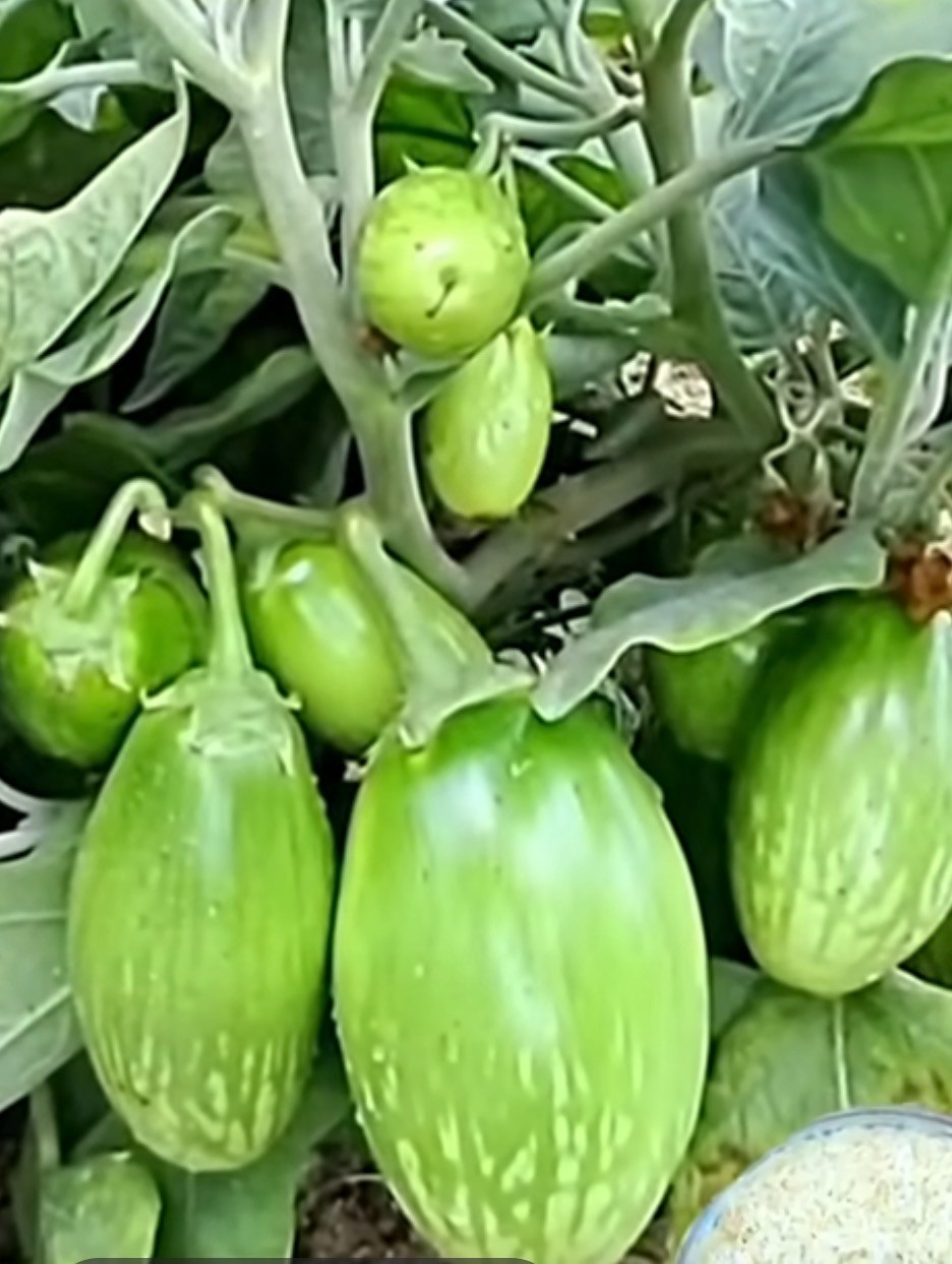 50 Asian Green Eggplant Fresh Organic Seeds For 2026~ Eggplant Seeds.