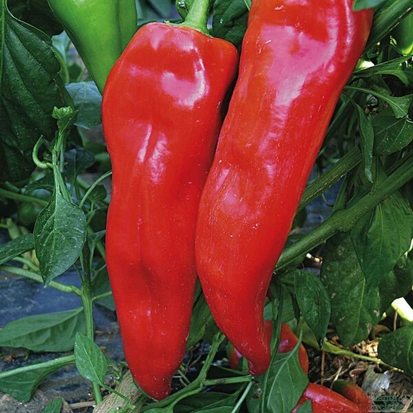 Pepper Seeds 30+ Corno DI Toro Rosso “BULLS HORN” Italian Sweet Red USA FREE S&H
