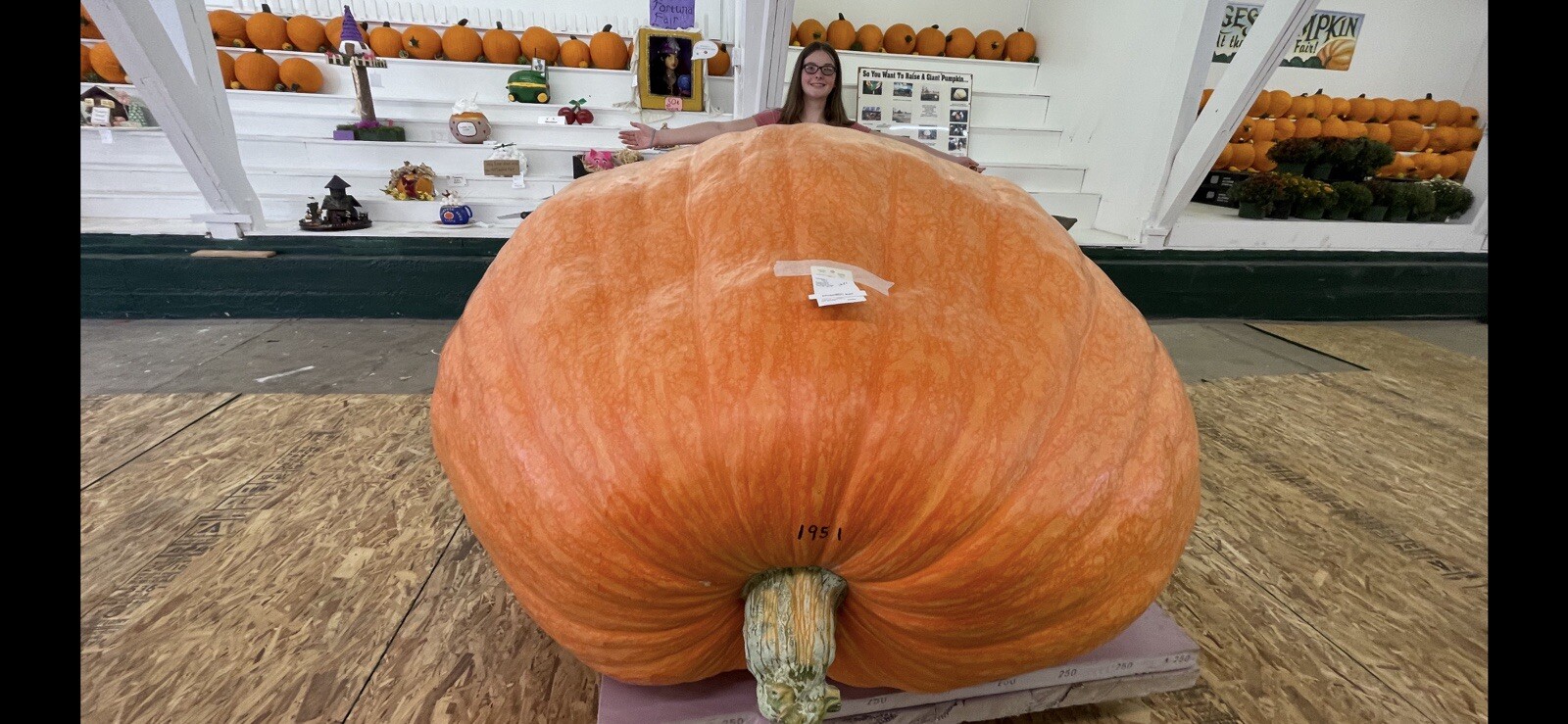 Atlantic Giant Pumpkin Seeds 1951 McMillin’24 (1783 New X 2245 Andrusz)$50