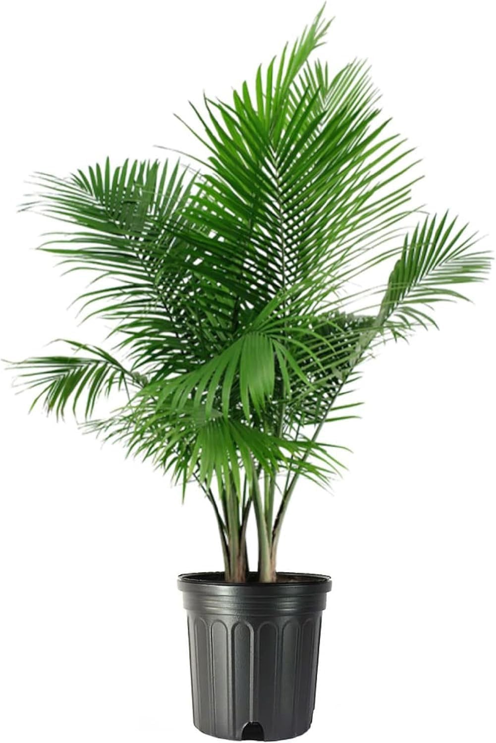 Majesty Palm 10Inch Live Tropical Houseplant, Easy Care Indoor & Patio Plant