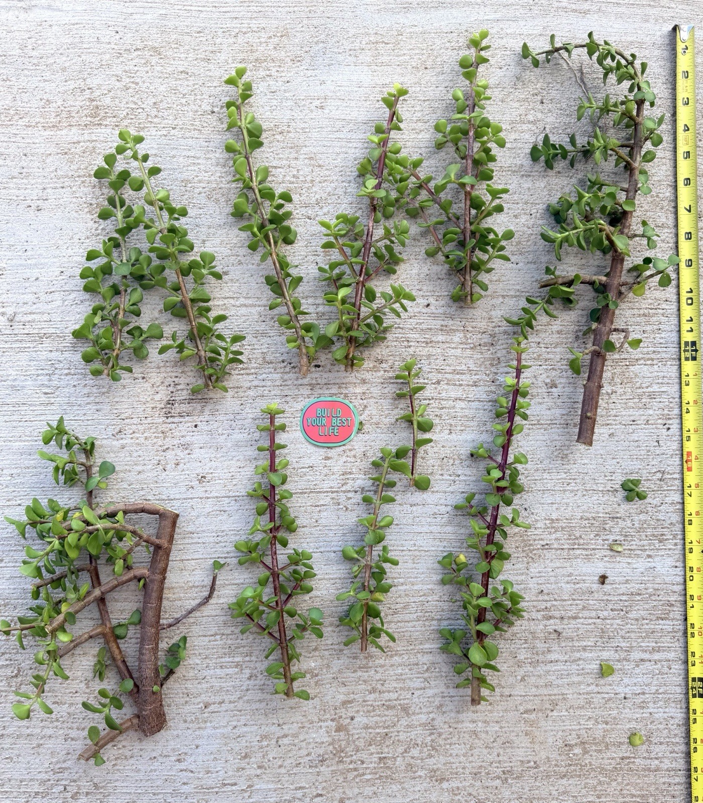 Sale**EXACT Portulacaria Afra cuttings 10 pack Easy 9”-15” tall Spekboom Bonsai