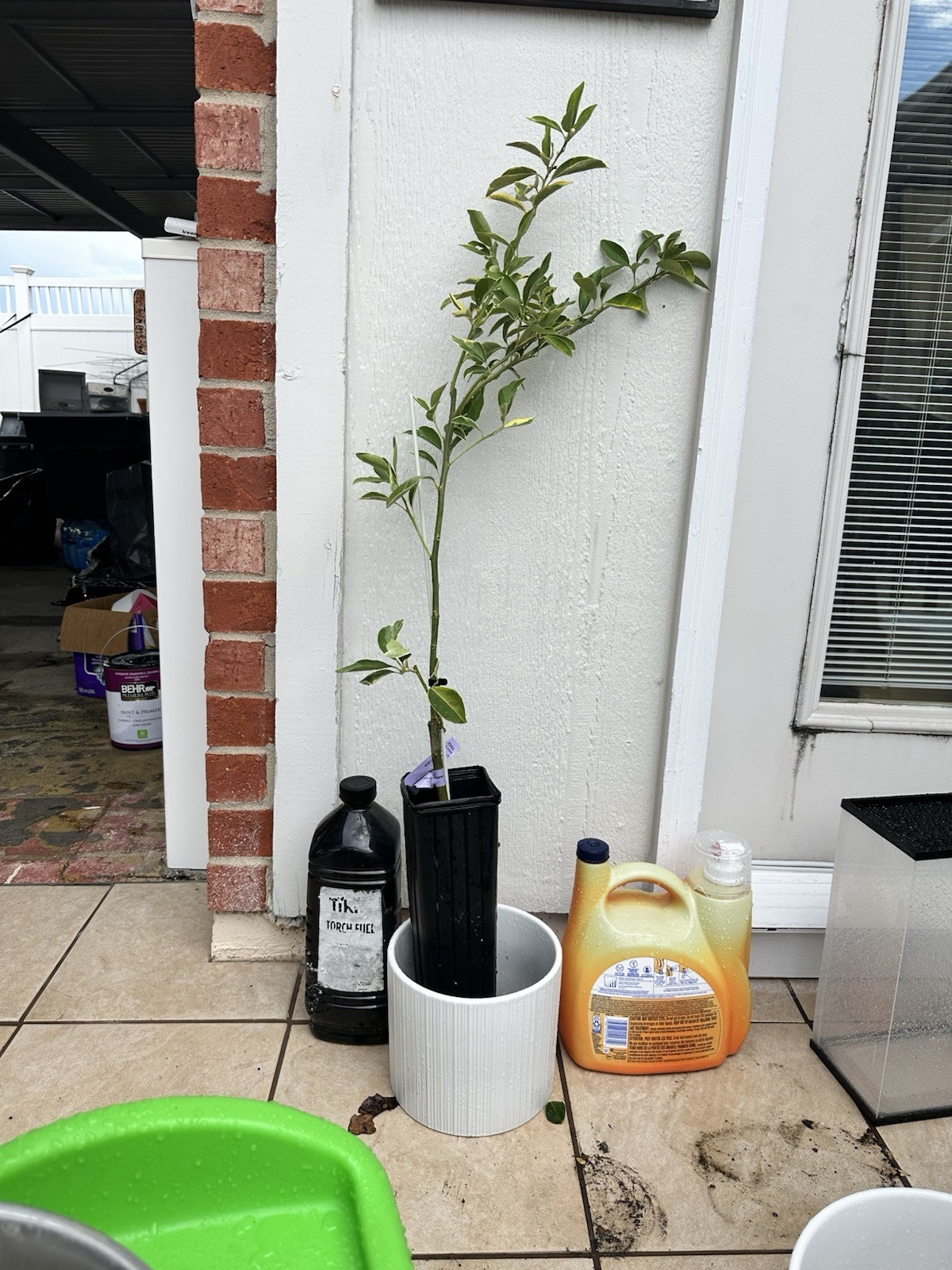 Centennial Variegated kumquat