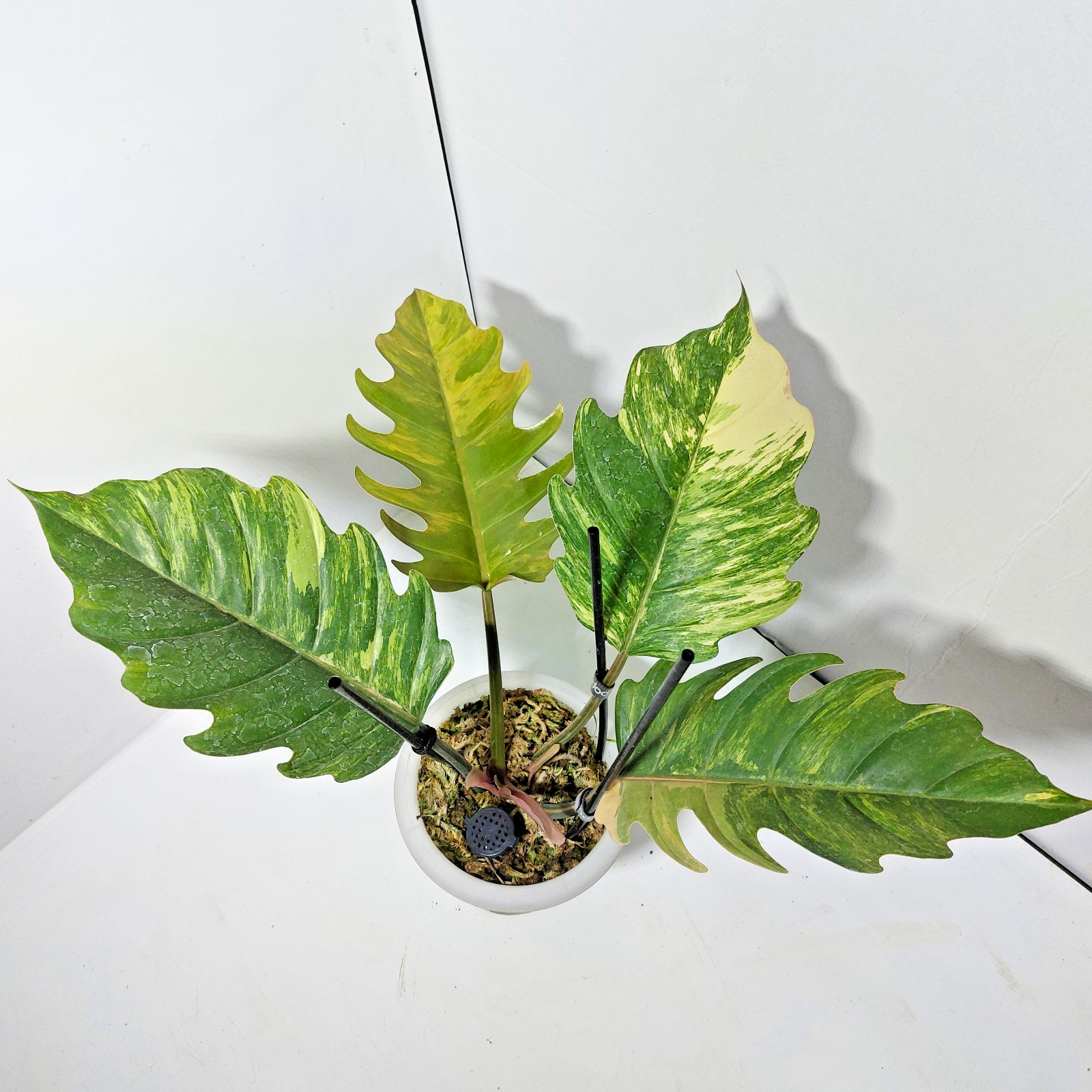 Philodendron Caramel Marble Variegated Free Phytosanitary