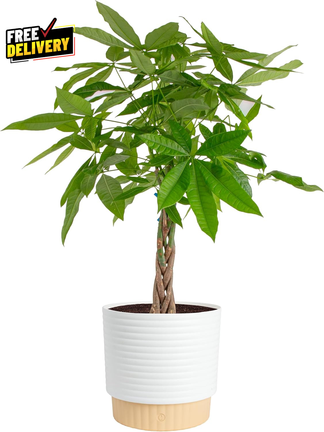Live Money Tree Pachira Aquatica 3-4 Feet Tall Large Indoor Plant with Braided..