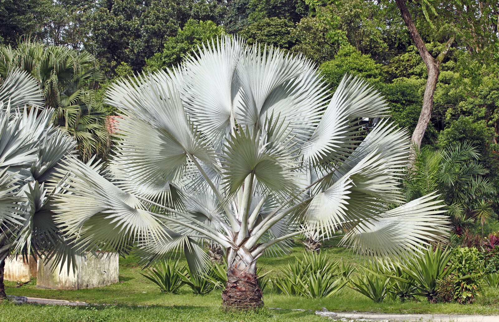 5 SILVER SAW PALMETTO Serenoa Repens Dwarf Palm Tree Shrub Edible Fruit Seeds