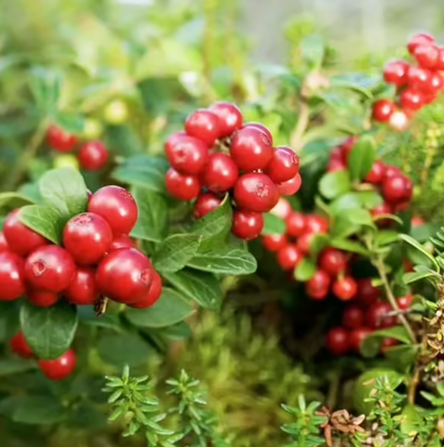 Lingonberry ‘Red Candy’ – Compact Edible Ground Cover – Fruiting Shrub