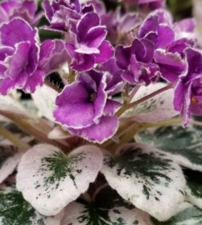 2 African Violet Leaves ~ * HECTOR * ~
