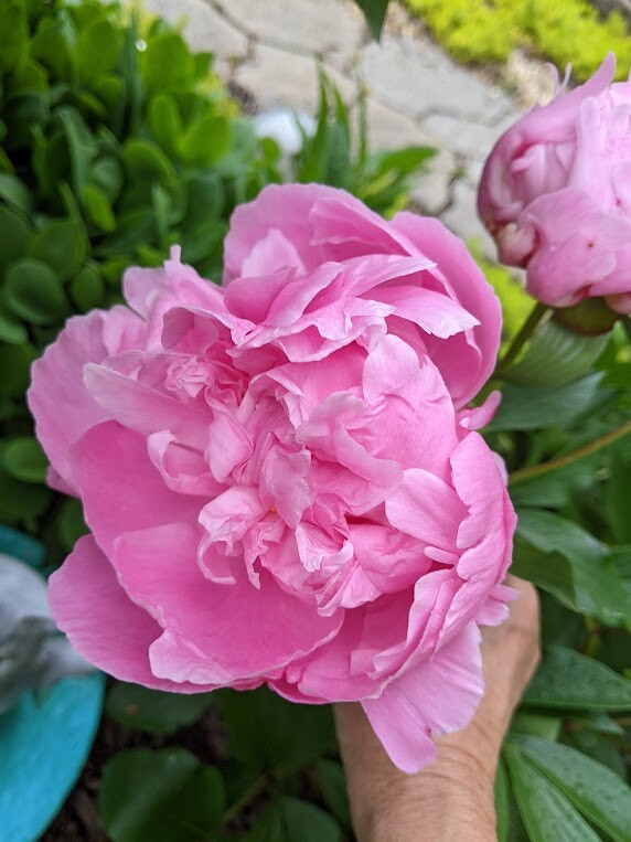 “Sarah Bernhardt” Peony – 1 Plant
