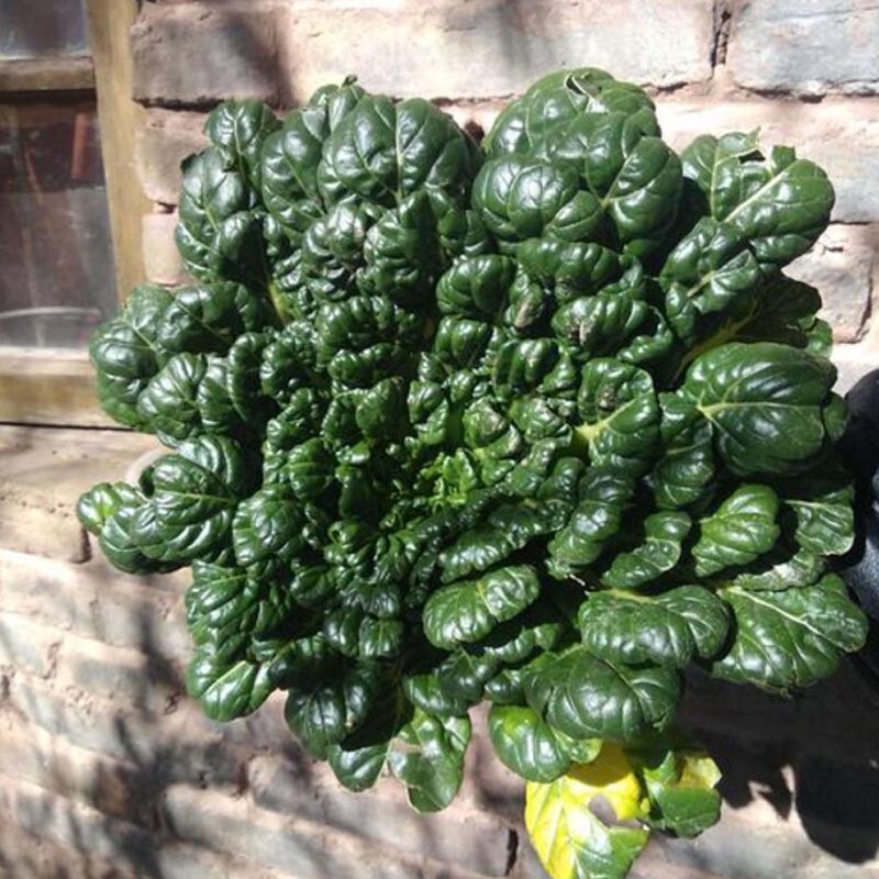 🌱Heirloom Tatsoi Rosette Bok Choy 50+ Seeds Cool Season Crop
