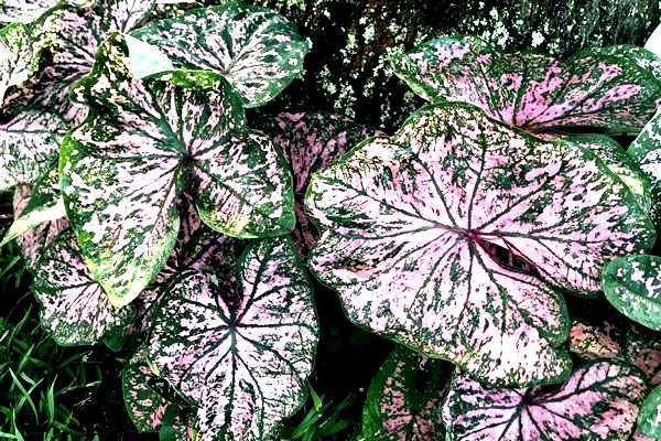 4 Bulbs FLORIDA ELISE Caladium from Florida Plantation