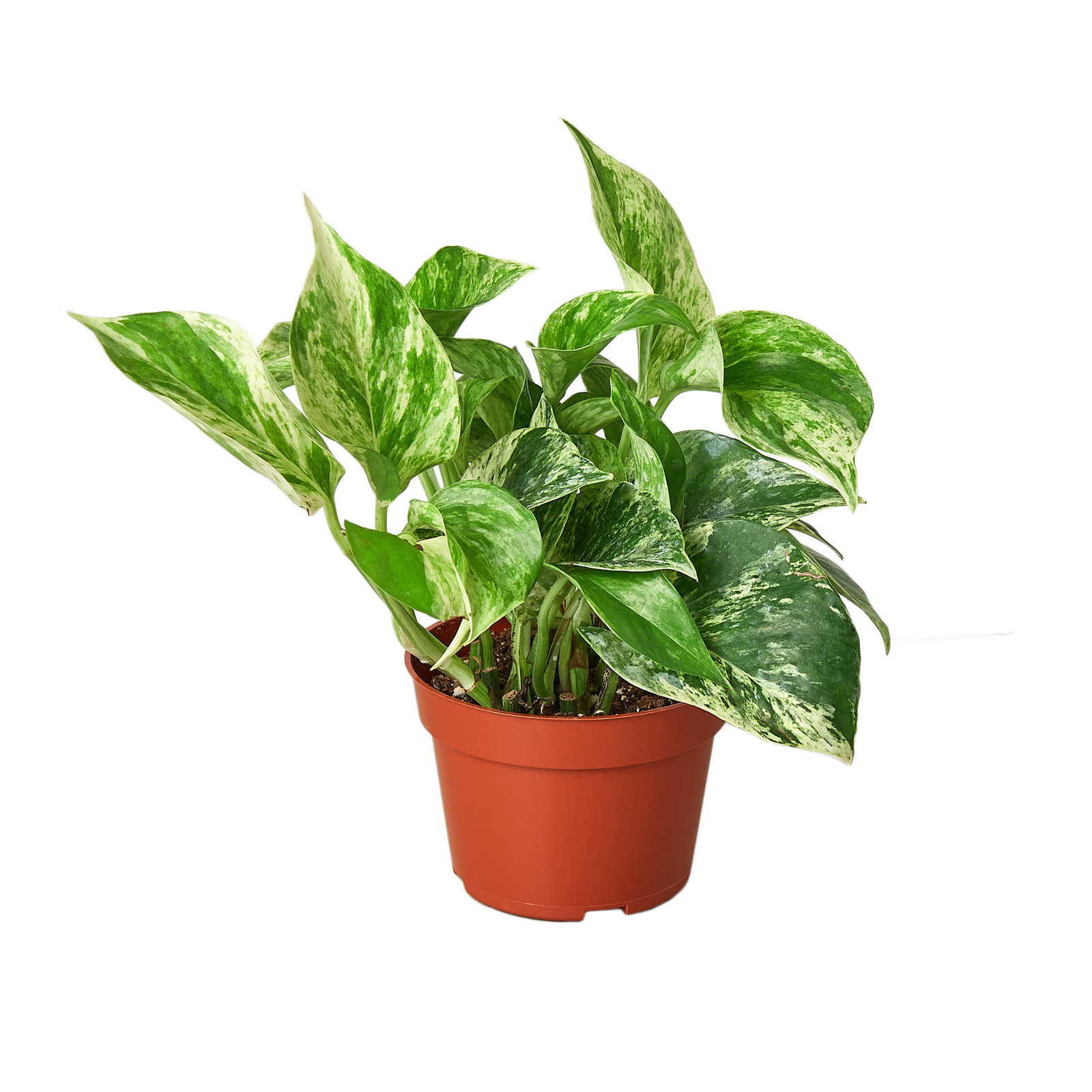Pothos Marble Queen • Epipremnum aureum • Creamy White & Green Variegation