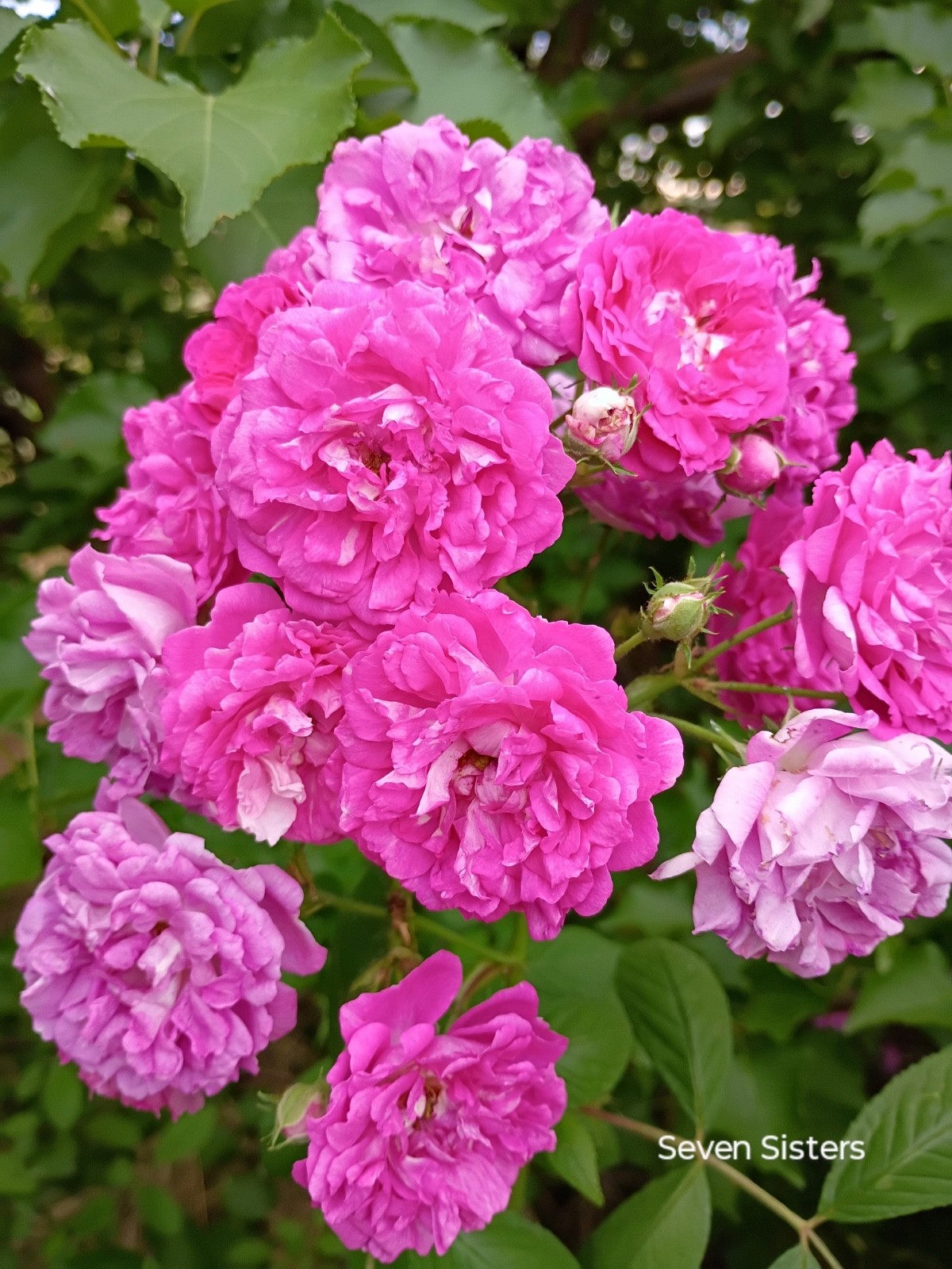 Seven Sisters~Climbing Rose~Own Root~Heirloom Rose~