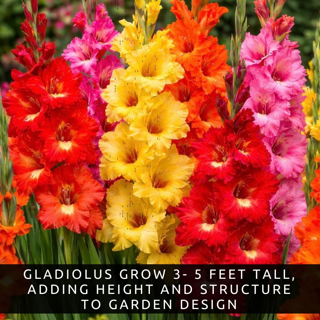 10 Gladiolus Bulbs, blue red green yellow white purple pink orange magenta