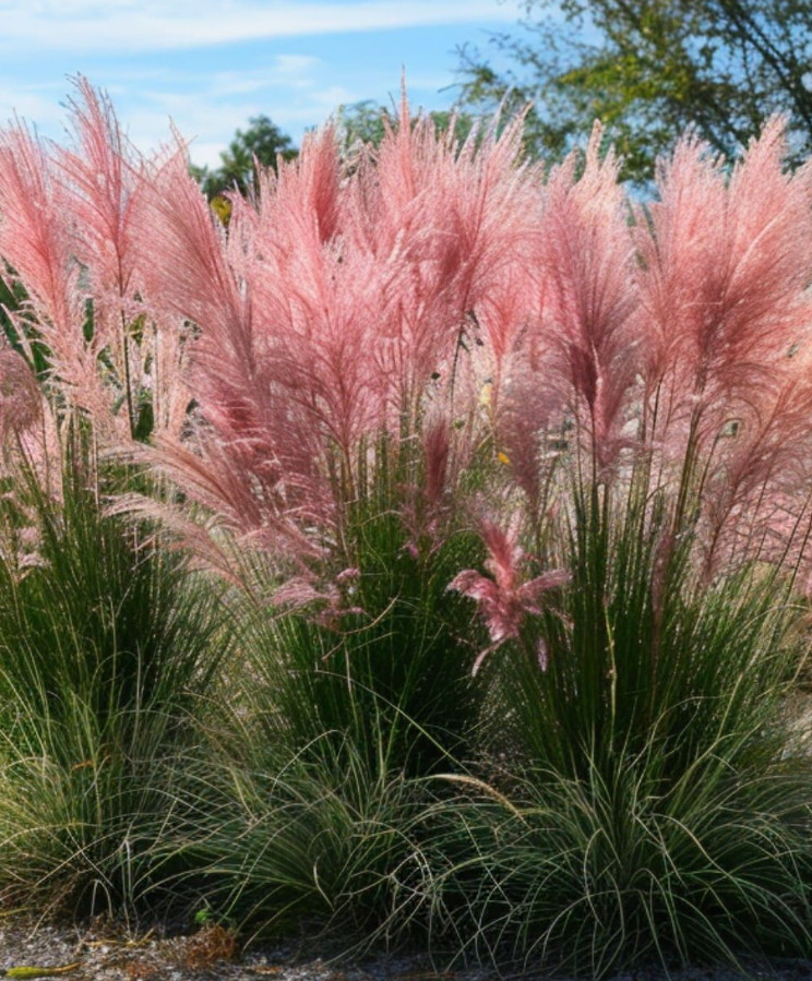 Pink Gulf Muhly Grass Live Plant – 1 Gallon Pot – Fully Rooted Ornamental Grass
