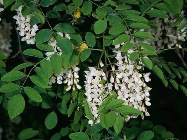 Black Locust Robinia pseudoacacia Tree Seeds Fast Hardy Fragrant Nitrogen Fixer