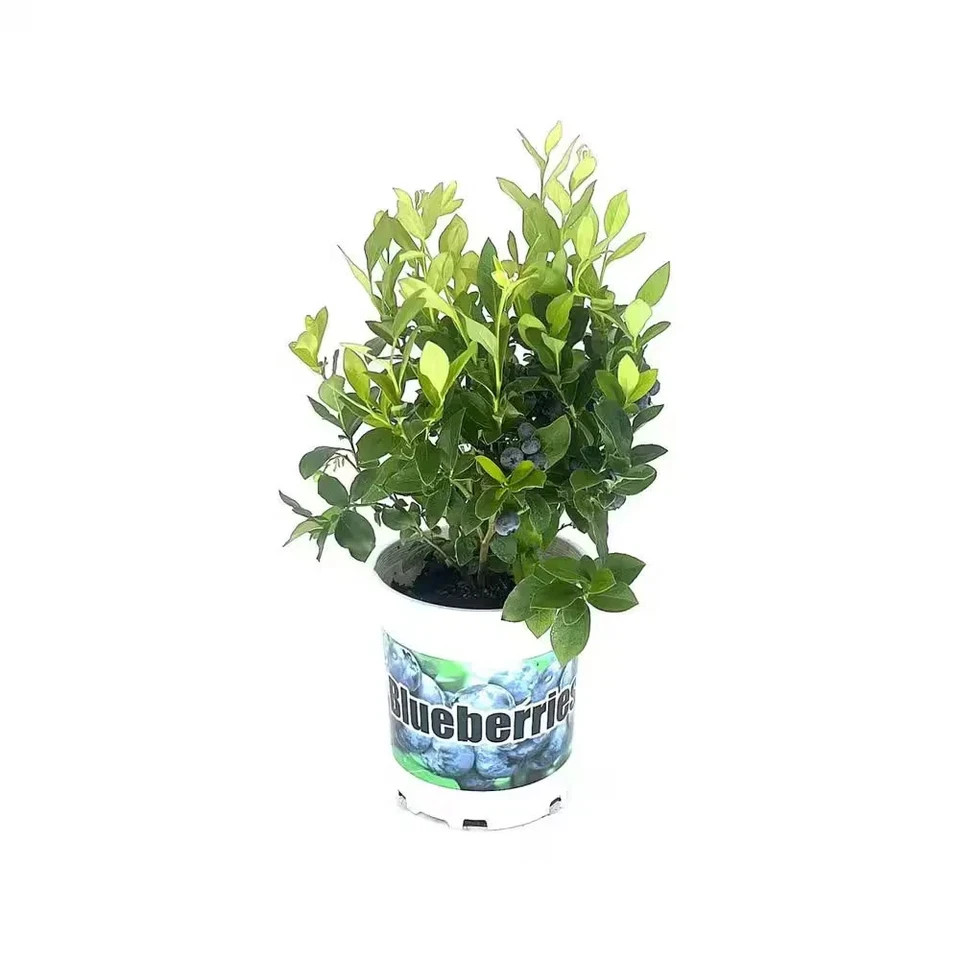2.5 Qt Duke Blueberry Plant – Northern Highbush, Large Crisp Berries, Year-Round