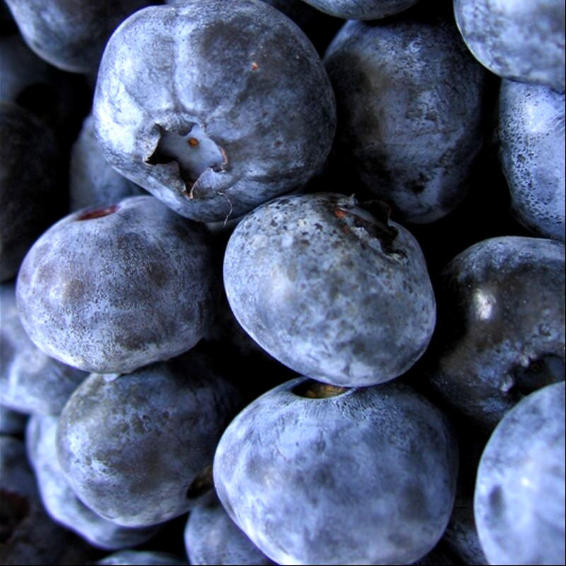200+ EUROPEAN BLUEBERRY SEEDS BILBERRY RARE AUTUMN LOW BUSH SWEET DELICIOUS USA