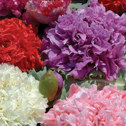 Poppy DOUBLE BLOOMS Mix Peony Flowers 5″ Blooms Huge Pods! Non-GMO 2000 Seeds!