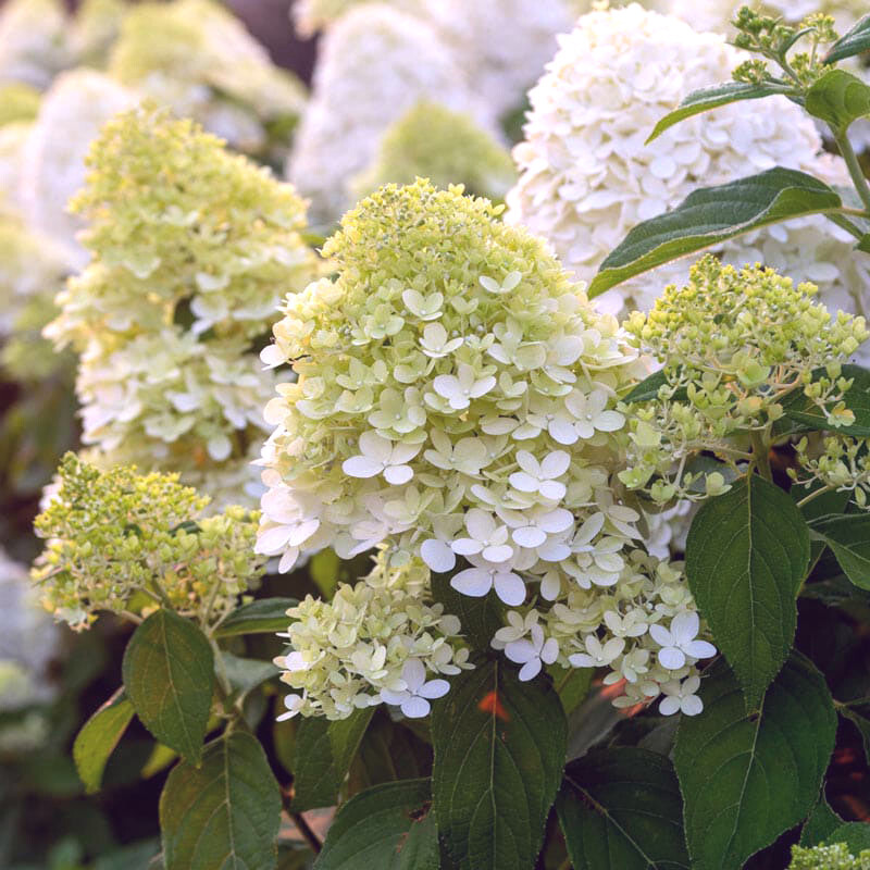 LIMELIGHT HYDRANGEA PANICULATA LIVE STARTER PLANTS 8+ INCHES SET OF 2
