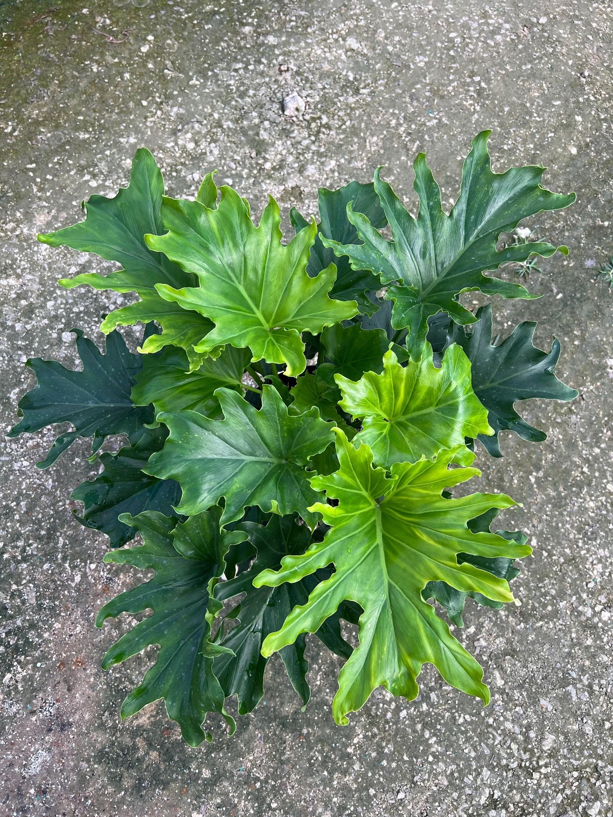 Lickety Split Philodendron Large Tropical Split Leaf Live Houseplant